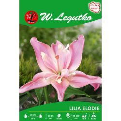 Lily - Elodie - Asijská - plná - světle růžová - 1 ks. - Cibule a oddenky - W. Legutko