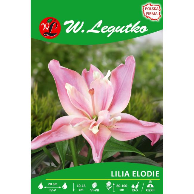 Lily - Elodie - Asijská - plná - světle růžová - 1 ks. - Cibule a oddenky - W. Legutko Lily - Elodie - Asijská - plná - světle růžová - 1 ks. - Cibule a oddenky - W. Legutko