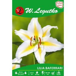 Lily - Baferrari - orientální - žlutá a bílá - 1 ks. - Cibule a oddenky - W. Legutko Lily - Baferrari - orientální - žlutá a bílá - 1 ks. - Cibule a oddenky - W. Legutko