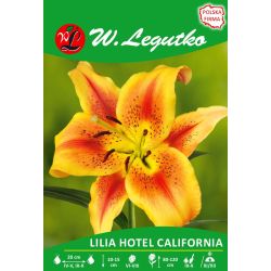 Lilia - Hotel California - AOA - med - 1 ks. - Cibule a oddenky - W. Legutko Lilia - Hotel California - AOA - med - 1 ks. - Cibule a oddenky - W. Legutko