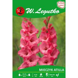 Mečík - Atilla - mnohokvětý - růžový - 5 ks. - Cibule a oddenky - W. Legutko Mečík - Atilla - mnohokvětý - růžový - 5 ks. - Cibule a oddenky - W. Legutko