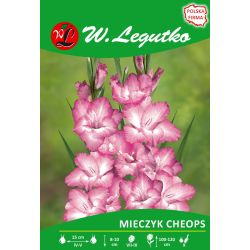 Mečík - vícekvětý - Cheops - růžový a bílý - 5 ks. - Cibule a oddenky - W. Legutko