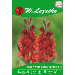 Mečík - King Redbad - vícekvětý - červený - 5 ks. - Cibule a oddenky - W. Legutko Mečík - King Redbad - vícekvětý - červený - 5 ks. - Cibule a oddenky - W. Legutko