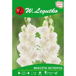Mečík - Chobotnice - mnohokvětá - bílá - 5 ks. - Cibule a oddenky - W. Legutko Mečík - Chobotnice - mnohokvětá - bílá - 5 ks. - Cibule a oddenky - W. Legutko