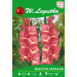 Mečík - Serafijn - mnohokvětý - žlutočervený - 5 ks. - Cibule a oddenky - W. Legutko