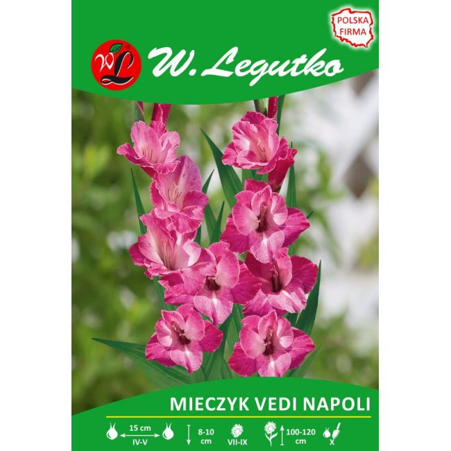 Mečík - Vedi Napoli - mnohokvětý - růžový - 5 ks. - Cibule a oddenky - W. Legutko Mečík - Vedi Napoli - mnohokvětý - růžový - 5 ks. - Cibule a oddenky - W. Legutko
