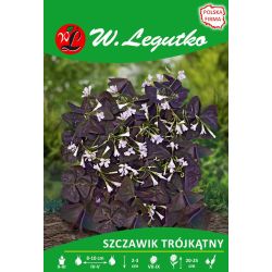 Oxalis trojhranný - červenolistý - růžový - 7 ks. - Cibule a oddenky - W. Legutko Oxalis trojhranný - červenolistý - růžový - 7 ks. - Cibule a oddenky - W. Legutko
