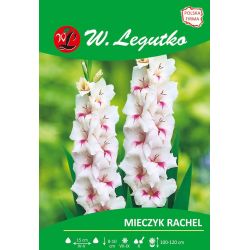 Mečík - Rachel - mnohokvětý - růžový a bílý - 5 ks. - Cibule a oddenky - W. Legutko