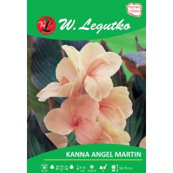 Kanna - Angel Martin - hnědý list - nízký - meruňkový - 1 ks. - Cibule a oddenky - W. Legutko Kanna - Angel Martin - hnědý list - nízký - meruňkový - 1 ks. - Cibule a oddenky - W. Legutko