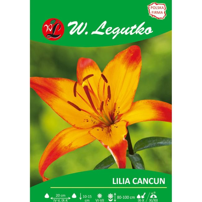 Lily - Cancún - Asijská - oranžovo-žlutá - 1 ks. - Cibule a oddenky - W. Legutko Lily - Cancún - Asijská - oranžovo-žlutá - 1 ks. - Cibule a oddenky - W. Legutko