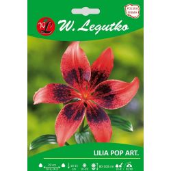Lily - Pop Art - Asijská - černá a červená - 1 ks. - Cibule a oddenky - W. Legutko