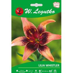 Lily - Whistler - Asijská - oranžová - 1 ks. - Cibule a oddenky - W. Legutko