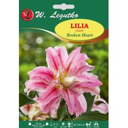 Lily - Broken Heart - orientální - plná - bílá a červená - 1 ks. - Cibule a oddenky - W. Legutko