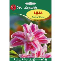 Lily - Distant Drum - orientální - plná - bílá a růžová - 1 ks. - Cibule a oddenky - W. Legutko