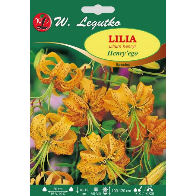 Lily - Henry`s - druh - žlutá - 1 ks. - Cibule a oddenky - W. Legutko Lily - Henry`s - druh - žlutá - 1 ks. - Cibule a oddenky - W. Legutko