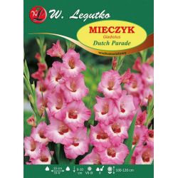Mečík - Dutch Parade - mnohokvětý - růžovo-červený - 5 ks. - Cibule a oddenky - W. Legutko Mečík - Dutch Parade - mnohokvětý - růžovo-červený - 5 ks. - Cibule a oddenky - W. Legutko