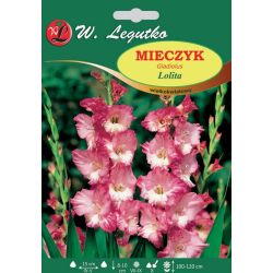 Mečík - Lolita - velkokvětý - bílý a růžový - 5 ks. - Cibule a oddenky - W. Legutko Mečík - Lolita - velkokvětý - bílý a růžový - 5 ks. - Cibule a oddenky - W. Legutko