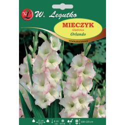 Mečík - Orlando - vícekvětý - růžový a bílý - 5 ks. - Cibule a oddenky - W. Legutko Mečík - Orlando - vícekvětý - růžový a bílý - 5 ks. - Cibule a oddenky - W. Legutko