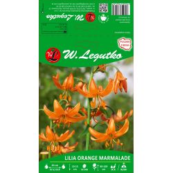Laburnum lilie - Pomerančová marmeláda - pomeranč - 1 ks. - Cibule a oddenky - W. Legutko Laburnum lilie - Pomerančová marmeláda - pomeranč - 1 ks. - Cibule a oddenky - W. Legutko