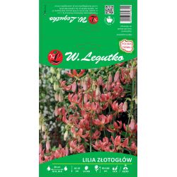 Krajková lilie - červená - 1 ks. - Cibule a oddenky - W. Legutko Krajková lilie - červená - 1 ks. - Cibule a oddenky - W. Legutko