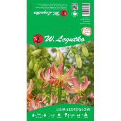 Krajková lilie - růžová - 1 ks. - Cibule a oddenky - W. Legutko Krajková lilie - růžová - 1 ks. - Cibule a oddenky - W. Legutko