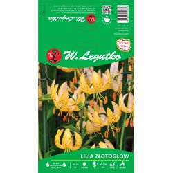 Krajková lilie - žlutá - 1 ks. - Cibule a oddenky - W. Legutko Krajková lilie - žlutá - 1 ks. - Cibule a oddenky - W. Legutko