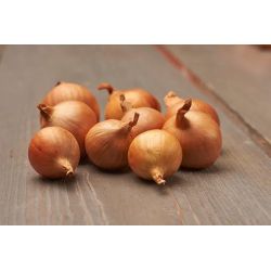 Cibule šalotka - Golden Gourmet - žlutá - 250g - Cibule a oddenky - W. Legutko Cibule šalotka - Golden Gourmet - žlutá - 250g - Cibule a oddenky - W. Legutko