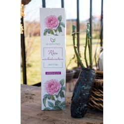 Bell Enge velkokvětá růže - Cibule a oddenky - W. Legutko Bell Enge velkokvětá růže - Cibule a oddenky - W. Legutko