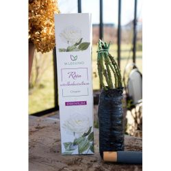 Chopin velkokvětá růže - Cibule a oddenky - W. Legutko