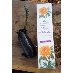 Doris Tysterman velkokvětá růže - Cibule a oddenky - W. Legutko Doris Tysterman velkokvětá růže - Cibule a oddenky - W. Legutko