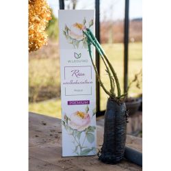 Mírová velkokvětá růže - Cibule a oddenky - W. Legutko
