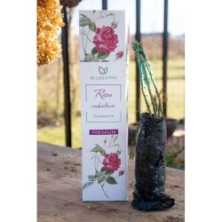 Zvýšila se hranice Europeany - Cibule a oddenky - W. Legutko