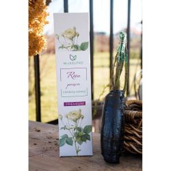 Lezení Iceberg Lezení růže - Cibule a oddenky - W. Legutko