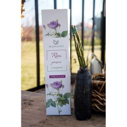 Popínavá růže indigoletová - Cibule a oddenky - W. Legutko