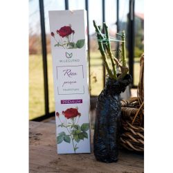 Popínavá růže Mushimara - Cibule a oddenky - W. Legutko