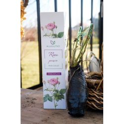 Růžová mraková popínavá růže - Cibule a oddenky - W. Legutko