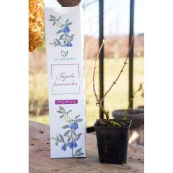 Haskap bobule - Cibule a oddenky - W. Legutko