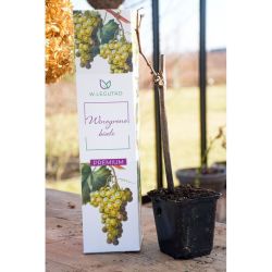 Bílé hroznové víno - Cibule a oddenky - W. Legutko Bílé hroznové víno - Cibule a oddenky - W. Legutko