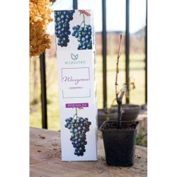 Černé hrozny - Cibule a oddenky - W. Legutko Černé hrozny - Cibule a oddenky - W. Legutko