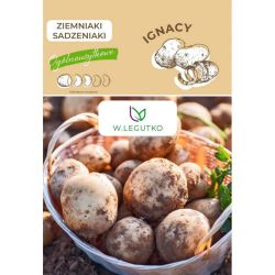 Sadbové brambory - Ignacy - Cibule a oddenky - W. Legutko Sadbové brambory - Ignacy - Cibule a oddenky - W. Legutko
