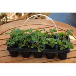 Regina lesní jahoda - sadba sada 10 ks. - Sazenice - W. Legutko Regina lesní jahoda - sadba sada 10 ks. - Sazenice - W. Legutko