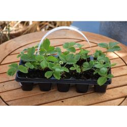 Divoká jahoda Yellow Wonder - sada sazenic po 10 ks - Sazenice - W. Legutko Divoká jahoda Yellow Wonder - sada sazenic po 10 ks - Sazenice - W. Legutko