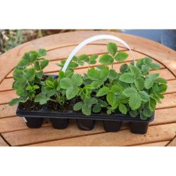 Attila lesní jahoda - sadba sada 10 ks. - Sazenice - W. Legutko Attila lesní jahoda - sadba sada 10 ks. - Sazenice - W. Legutko