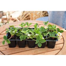 Honeoye jahoda - sadba sada 10 ks. - Sazenice - W. Legutko Honeoye jahoda - sadba sada 10 ks. - Sazenice - W. Legutko