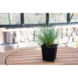 Kostřava modrá - sazenice v květináči - Sazenice - W. Legutko Kostřava modrá - sazenice v květináči - Sazenice - W. Legutko