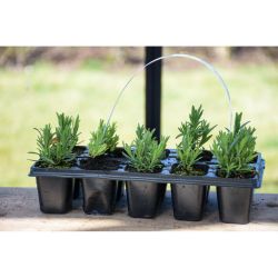 Levandule – sadba 10 ks. - Sazenice - W. Legutko Levandule – sadba 10 ks. - Sazenice - W. Legutko