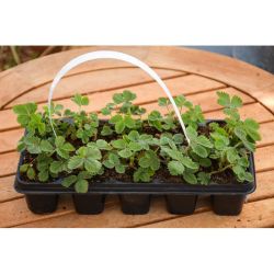 Rujána lesní jahoda - sadba sada 10 ks. - Sazenice - W. Legutko Rujána lesní jahoda - sadba sada 10 ks. - Sazenice - W. Legutko