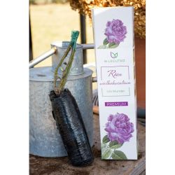 Velkokvětá růže Lila Wunder - Cibule a oddenky - W. Legutko