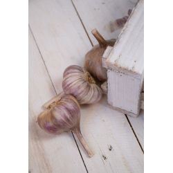 Zimní česnek - Harnaś - 4 ks. - Cibule a oddenky - W. Legutko
