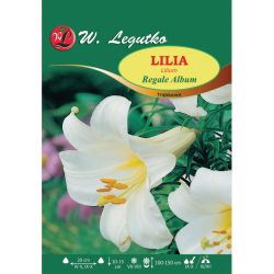 Lilia - Regale Album - trubka - bílá - 1 ks. - Cibule a oddenky - W. Legutko Lilia - Regale Album - trubka - bílá - 1 ks. - Cibule a oddenky - W. Legutko